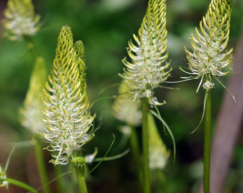 Phyteuma spicatum