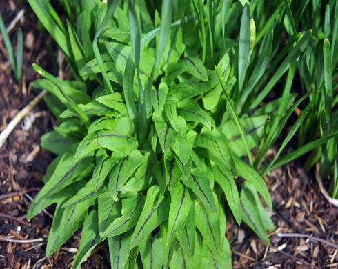 Phyteuma spicatum
