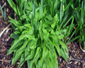 Phyteuma spicatum
