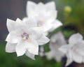 Platycodon grandiflorus Hakone White