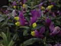 Yellow and purple flowers in masses