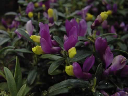 Yellow and purple flowers in masses