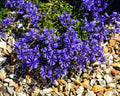 Polygala calcarea Lillet