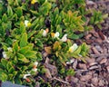 Polygala chamaebuxus Dolomite