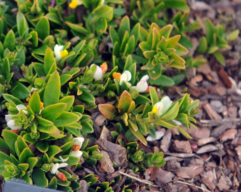 Polygala chamaebuxus Dolomite