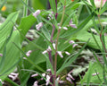 tall stems with narrow leaves and pinkish flowers