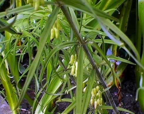 Polygonatum verticillatum