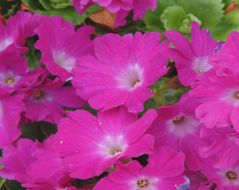 Brightest cerise pink flowers with a white eye