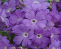 Lilac lavender flowers with a white eye