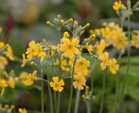 Bright canary yellow flowers on short stems.