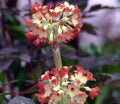 Primula florindae Orange Shades