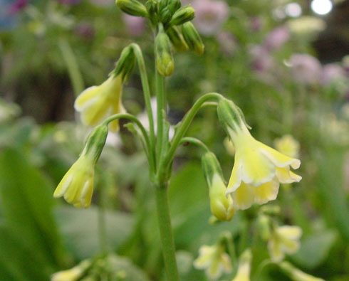 Primula serratifolia