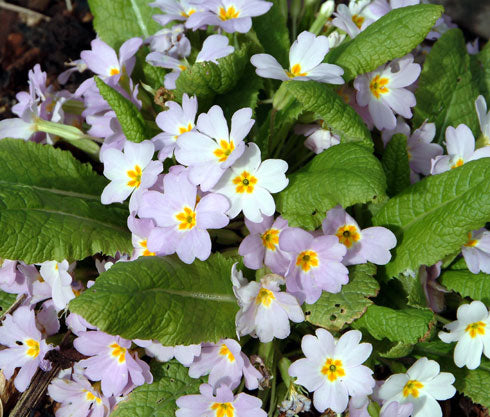 Primula vulgaris Sibthorpii