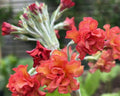 Primula Candlelight Apricot