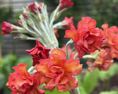 Primula Candlelight Apricot