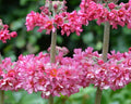 Primula Candlelight Bicolour