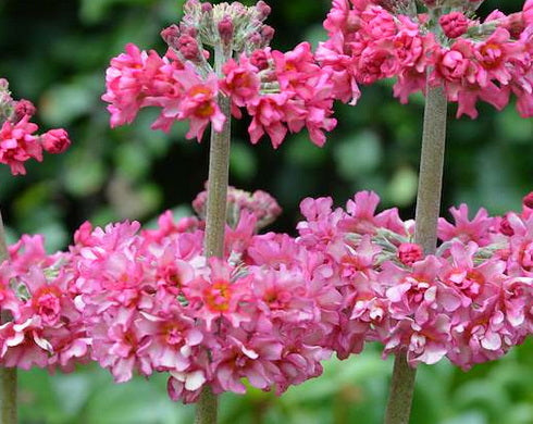 Primula Candlelight Bicolour
