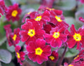 Primula Buckland Wine