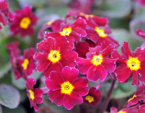 Primula Buckland Wine