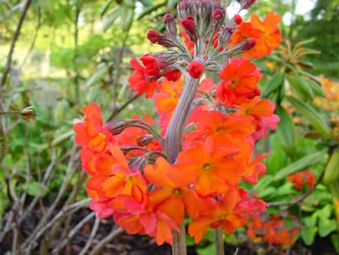 Primula aurantiaca