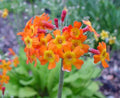 Bright burnt orange flowers in bunches