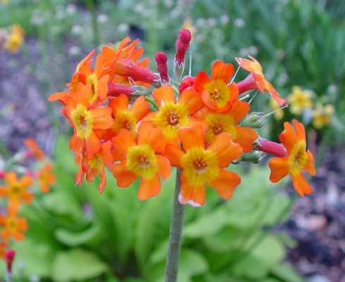 Bright burnt orange flowers in bunches
