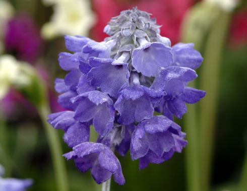 Primula flaccida syn. nutans
