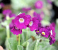 nice soft red to pink flowers