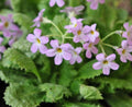Primula hoffmannii