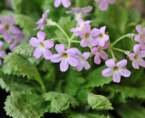 Primula hoffmannii