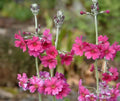 Bright pink flowers in whorls up rigid stems.