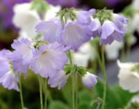 Primula reidii williamsii