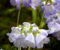 Primula reidii williamsii
