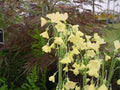 Primula sikkimensis pudibunda