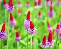 Primula vialii