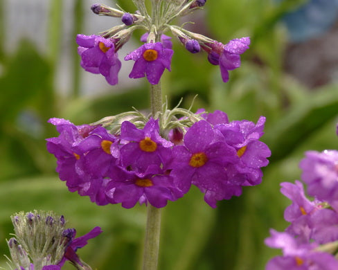 Primula beesiana