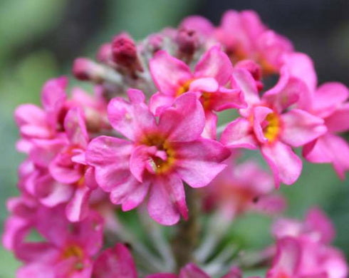 Primula Candlelight Rose