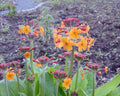 Primula chungensis