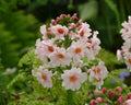 Primula japonica Appleblossom