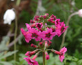 Primula japonica Millers Crimson