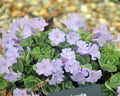 A close-up of a low-growing plant with small light purple flowers and green leaves, photographed outdoors among blurred pebbles. A small plant tag is visible at the bottom edge.