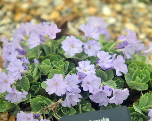 A close-up of a low-growing plant with small light purple flowers and green leaves, photographed outdoors among blurred pebbles. A small plant tag is visible at the bottom edge.
