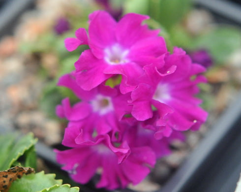 Primula x biflora