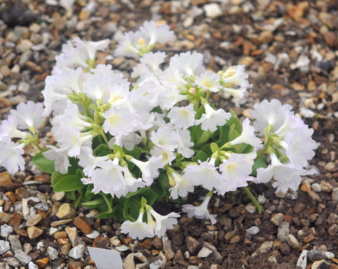 Primula x pubescens Harlow Carr