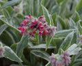Pulmonaria Raspberry Frost