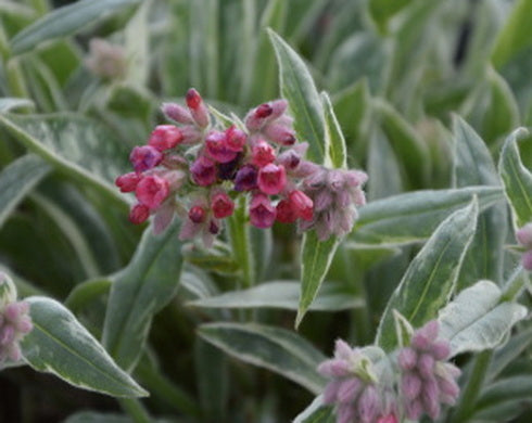 Pulmonaria Raspberry Frost