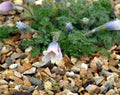 White tubular flowers with bluish cast at the base