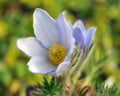 Pulsatilla grandis