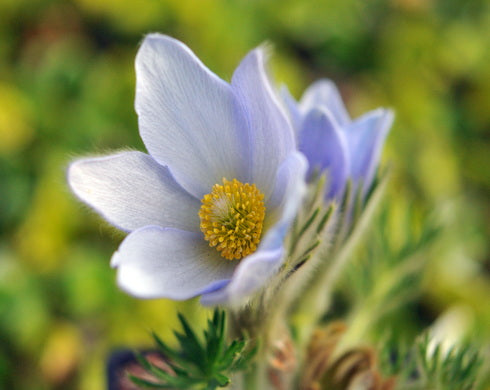 Pulsatilla grandis
