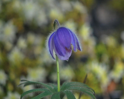 Pulsatilla tatewakii